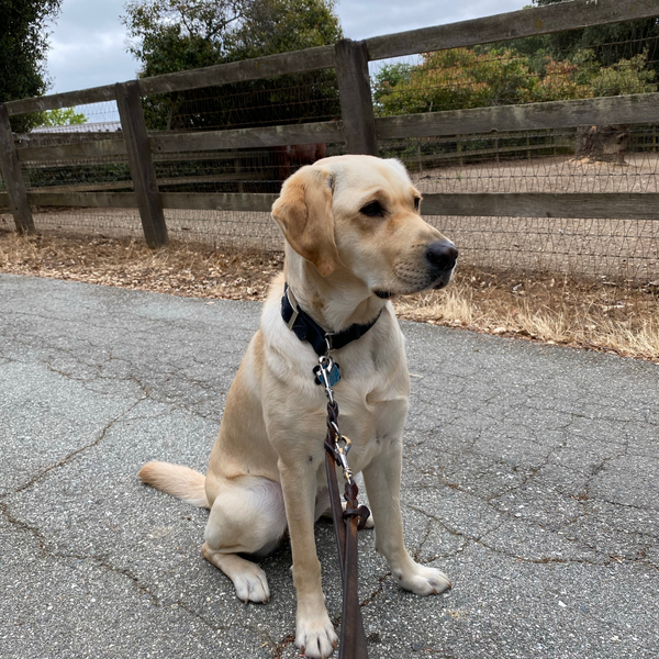 Collars, Leashes & Harnesses